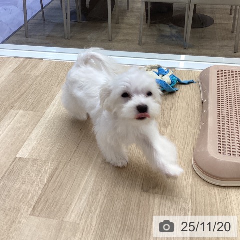 マルチーズの写真