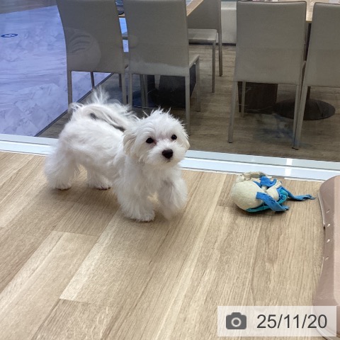 マルチーズの写真