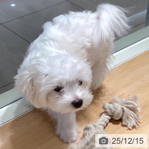 鹿児島県のマルチーズ (ペットプラス 姶良店/2025年8月11日生まれ/男の子/ホワイト)の子犬の4枚目の画像