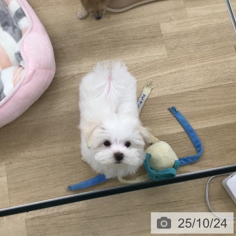 マルチーズの写真