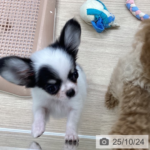 チワワの写真