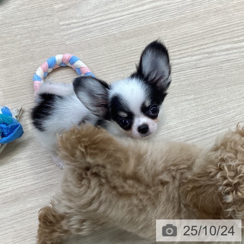 チワワの写真
