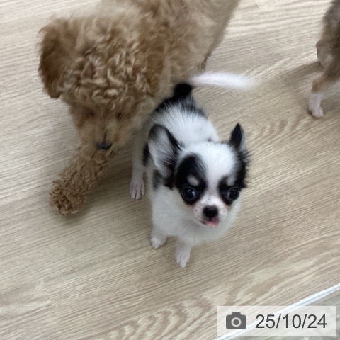 チワワの写真