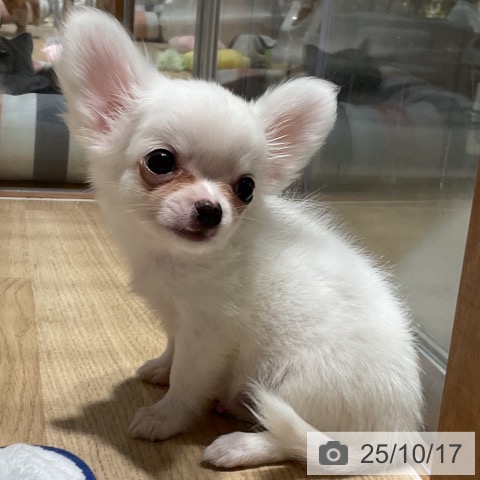 チワワの写真