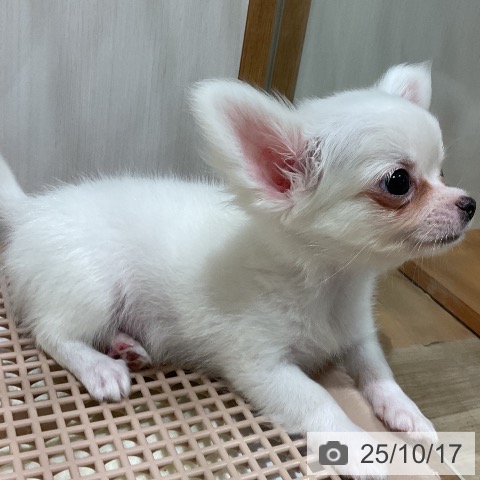 チワワの写真