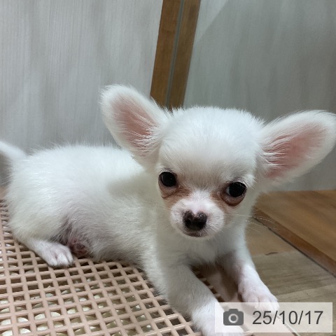 チワワの写真