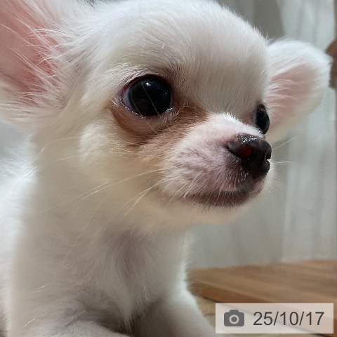 チワワの写真
