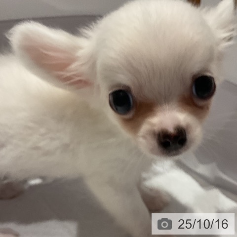 チワワの写真