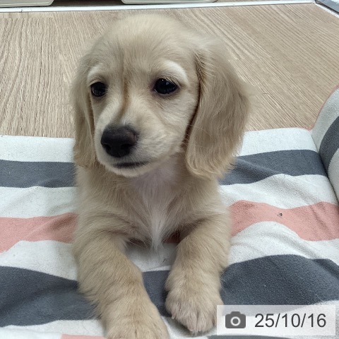 ミニチュア・ダックスフンドの写真