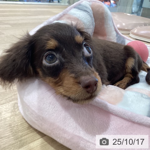 カニーンヘン・ダックスフンドの写真