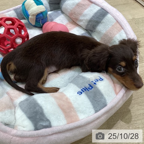 カニーンヘン・ダックスフンドの写真