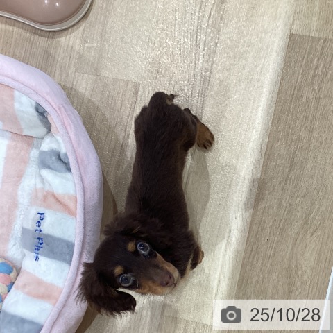 カニーンヘン・ダックスフンドの写真