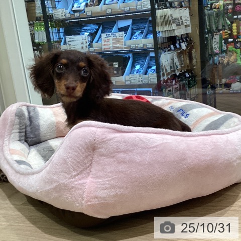 カニーンヘン・ダックスフンドの写真