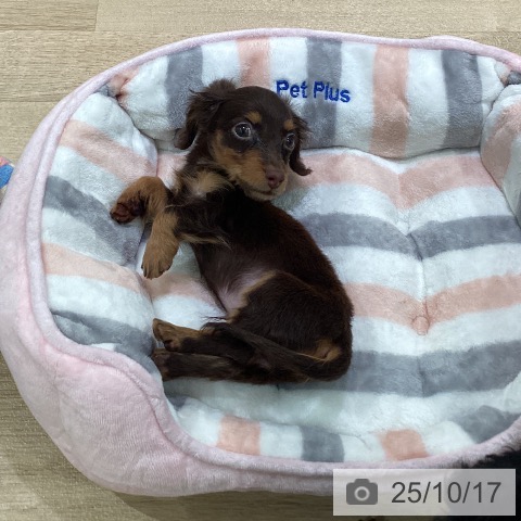 カニーンヘン・ダックスフンドの写真