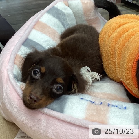 神奈川県のカニンヘンダックスフンド(ロング) (ペットプラス ビアレ横浜店/2025年8月10日生まれ/男の子/チョコレートタン)の子犬の4枚目の画像