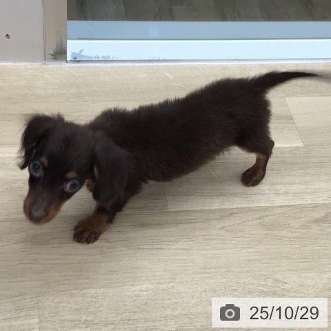 神奈川県のカニンヘンダックスフンド(ロング) (ペットプラス ビアレ横浜店/2025年8月10日生まれ/男の子/チョコレートタン)の子犬の3枚目の画像