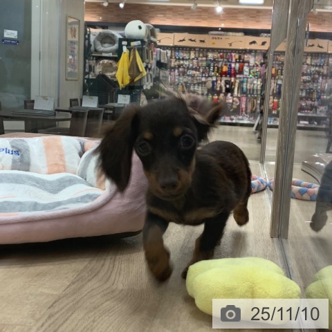 カニーンヘン・ダックスフンドの写真