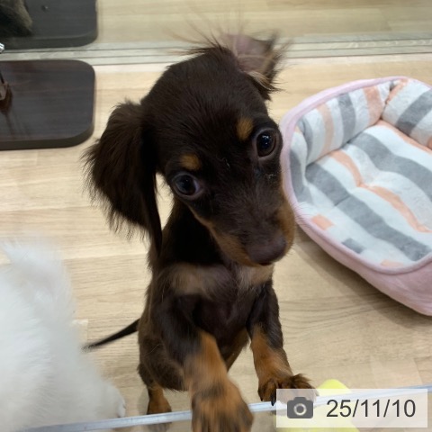 カニーンヘン・ダックスフンドの写真