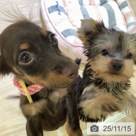 カニーンヘン・ダックスフンドの写真