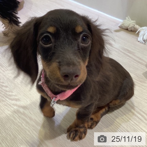 カニーンヘン・ダックスフンドの写真