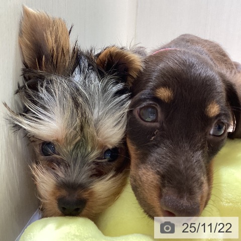 カニーンヘン・ダックスフンドの写真