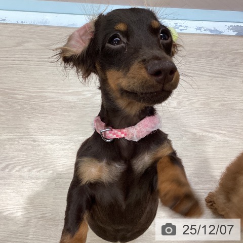 カニーンヘン・ダックスフンドの写真