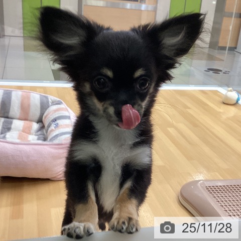 福岡県のチワワ(ロング) (ペットプラス 黒崎店/2025年8月14日生まれ/男の子/ブラックタンホワイト)の子犬の4枚目の画像