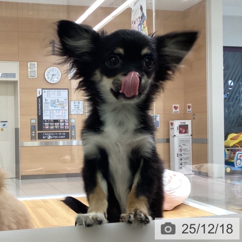 福岡県のチワワ(ロング) (ペットプラス 黒崎店/2025年8月14日生まれ/男の子/ブラックタンホワイト)の子犬の4枚目の画像