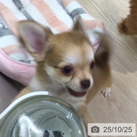 沖縄県のチワワ(ロング) (ペットプラス 南風原店/2025年8月14日生まれ/女の子/チョコレートフォーン)の子犬の4枚目の画像