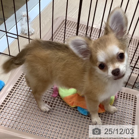 沖縄県のチワワ(ロング) (ペットプラス 南風原店/2025年8月14日生まれ/女の子/チョコレートフォーン)の子犬の3枚目の画像