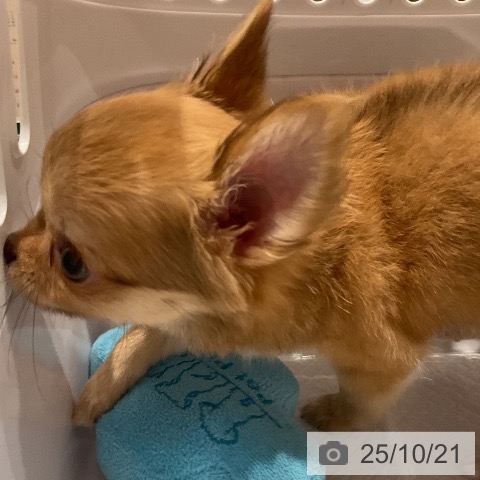 チワワの写真