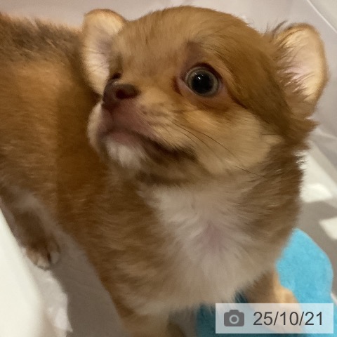 チワワの写真