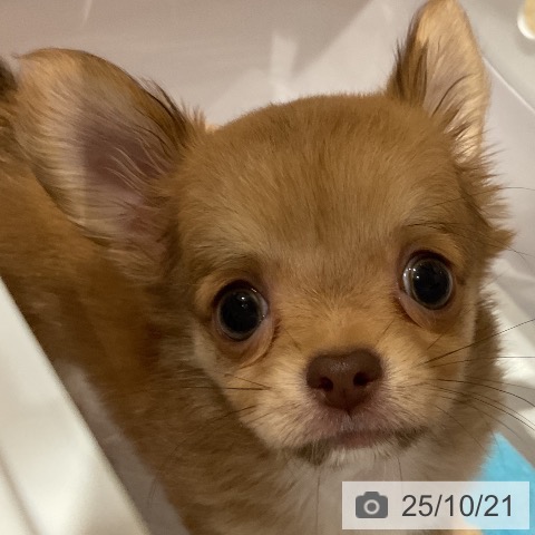 チワワの写真