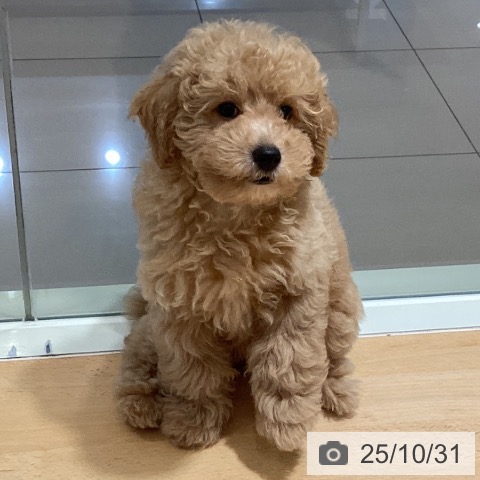 鹿児島県のトイプードル(トイ) (ペットプラス 姶良店/2025年8月13日生まれ/女の子/アプリコット)の子犬の4枚目の画像