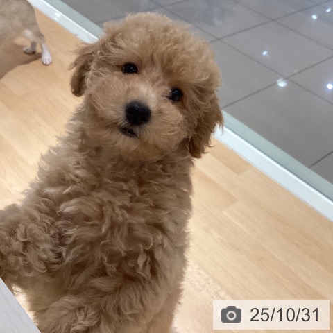 鹿児島県のトイプードル(トイ) (ペットプラス 姶良店/2025年8月13日生まれ/女の子/アプリコット)の子犬の3枚目の画像