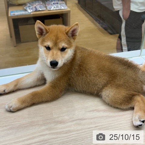 柴の写真
