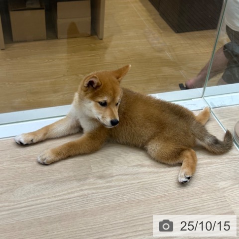 柴の写真