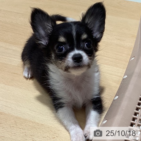 チワワの写真