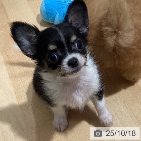チワワの写真