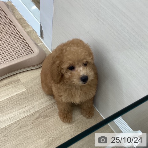 トイ・プードルの写真