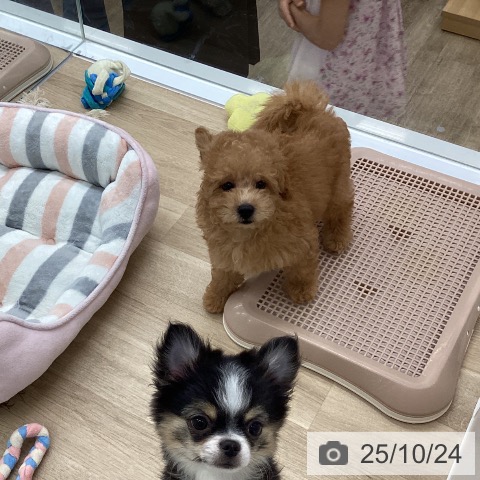 トイ・プードルの写真