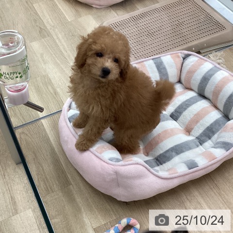 トイ・プードルの写真