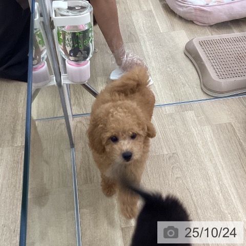 トイ・プードルの写真