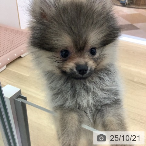 ポメラニアンの写真