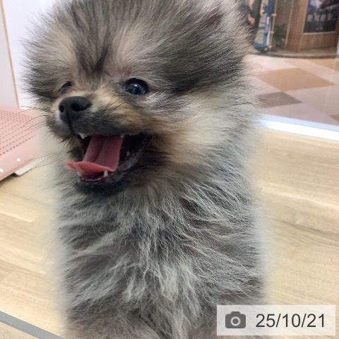 ポメラニアンの写真
