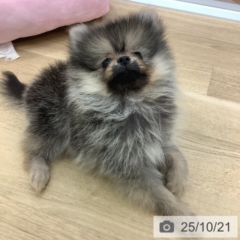 ポメラニアンの写真