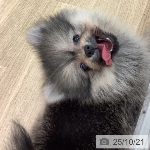 ポメラニアンの写真
