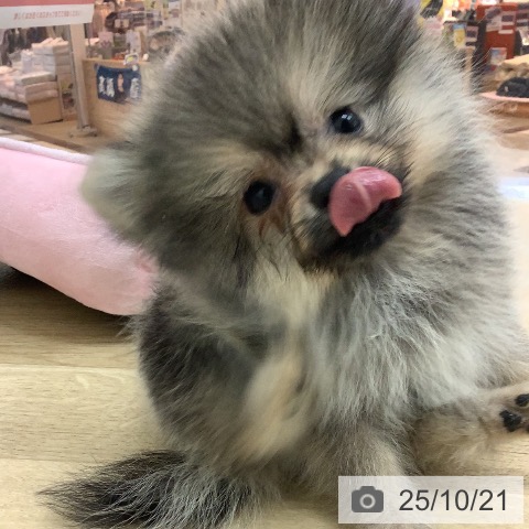 ポメラニアンの写真
