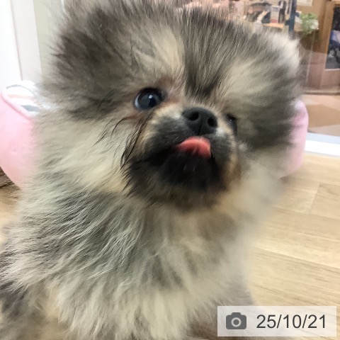 ポメラニアンの写真