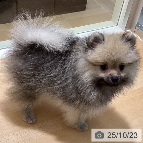ポメラニアンの写真